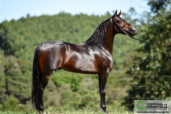 Herdeiro do Rancho Verde