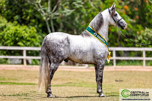 JB DO ALBUQUERQUE SAPECADO